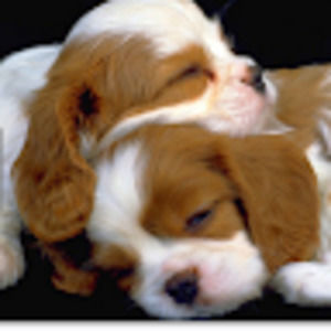 Meet your Posher, Brynn